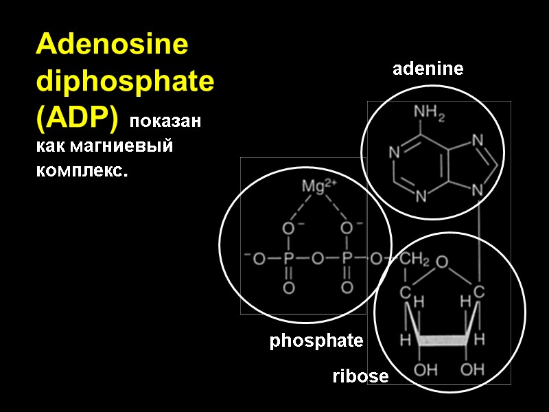 Adenosine diphosphate (ADP) показан как магниевый комплекс.  adenine ribose phosphate